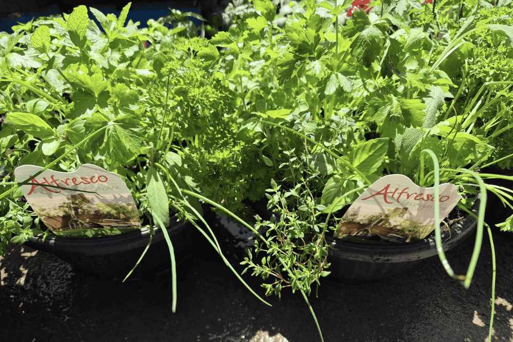 Herbs galore